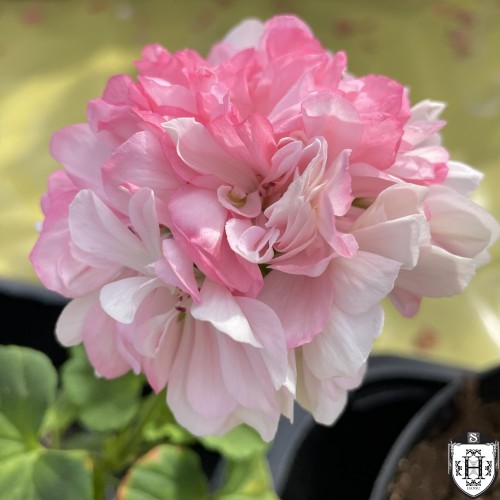 Pelargonium 'Susan Payne' - Pelargoon 'Susan Payne'